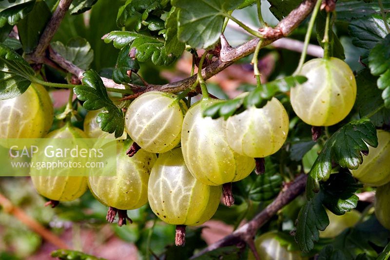 Ribes uva-crispa 'Invicta' - Gooseberry 'Invicta' 