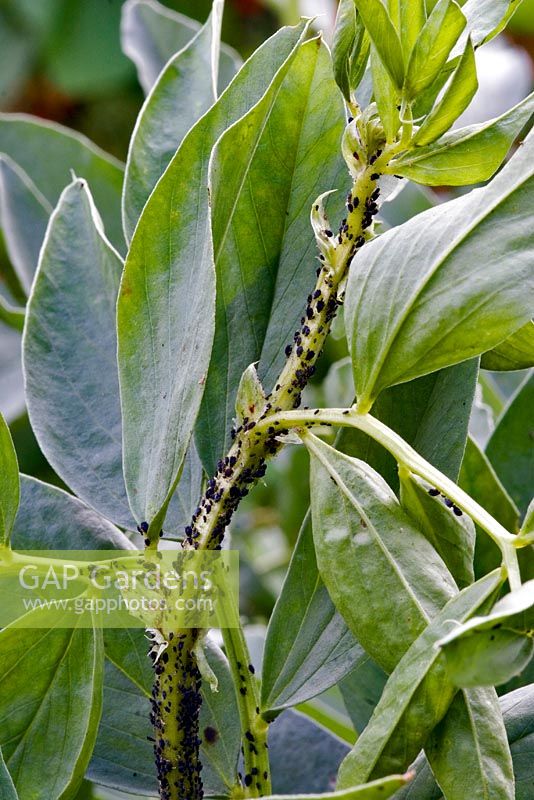 Blackfly on broad bean plant - Vicia faba