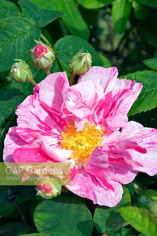 Rosa gallica 'Versicolor' - Rosa mundi