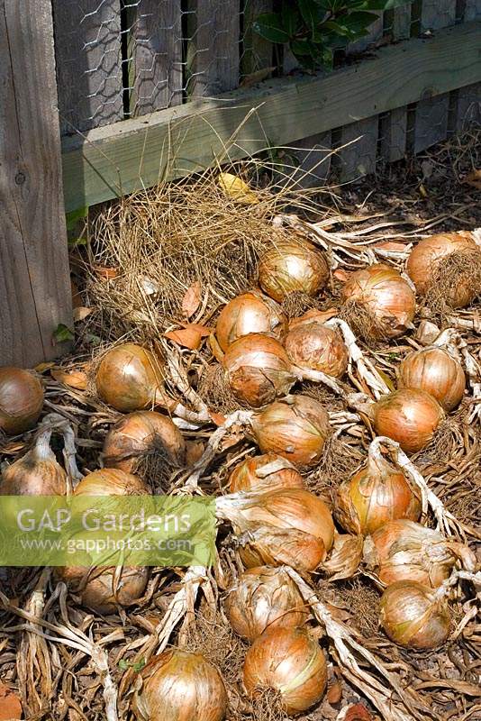 Pile of drying onions. 

