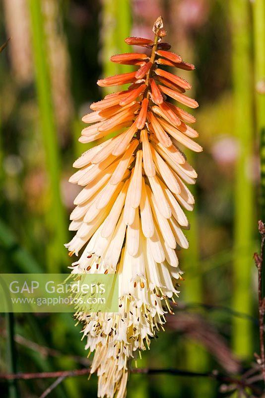 Kniphofia 'Toffee Nosed' - Red-hot Poker