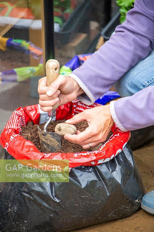 Woman planting seed potatoes in a compost bag using a hand trowel