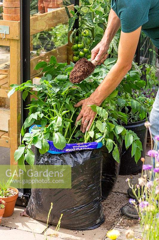 Woman adding more compost to potatoes grown in plastic compost bag using a hand trowel