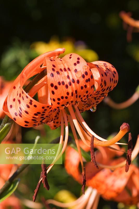 Lilium lancifolium - Tiger Lily