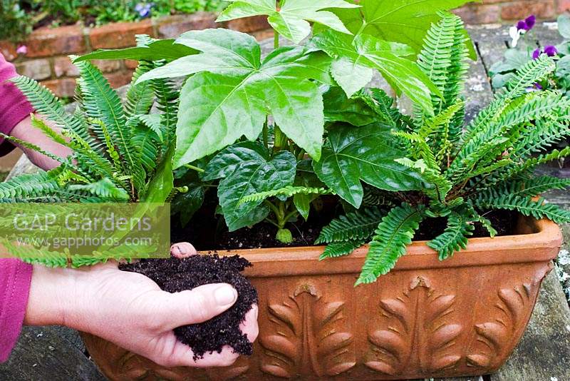 Person planting pair of Blechnum spicant - Hard fern - into a trough with Fatsia japonica - Japanese aralia. 