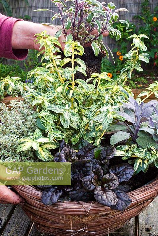Gardener adding Salvia officinalis 'Tricolor' to hanging basket containing Euonymus fortunei 'Golden Harlequin', Thymus vulgaris 'Silver Posie' and Ajuga reptans 'Caitlin's Giant'. 