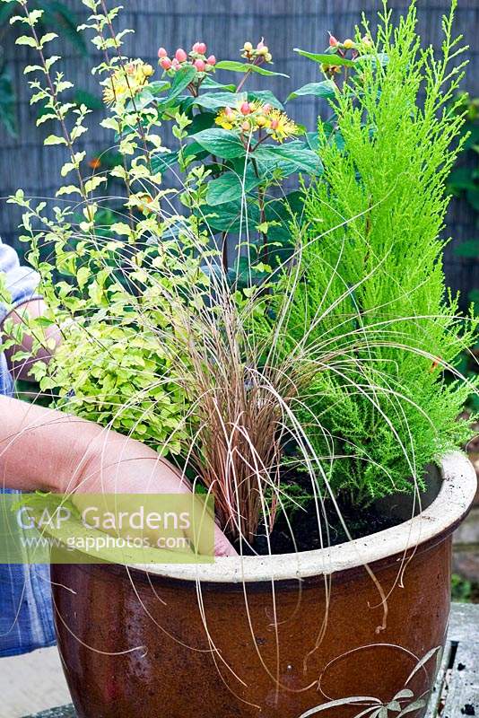 Planting a Carex comans bronze into an mixed container, with Ligustrum ovalifolium 'Lemon and Lime', Hypericum elite 'Mayor' and Cupressus macrocarpa 'Goldcrest'. 