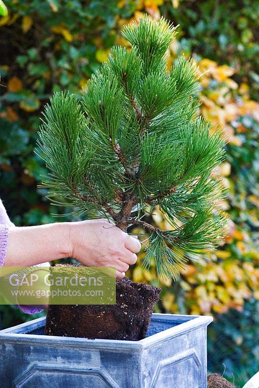 Person planting a Pinus heldreichii 'Compact Gem' into a pseudo-lead container. 