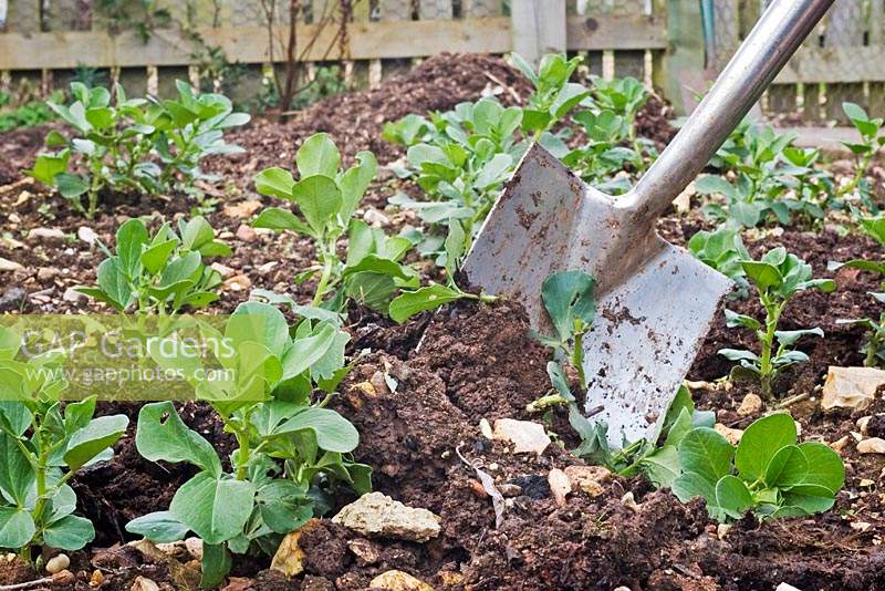 Person digging in green manure into a vegetable garden. 