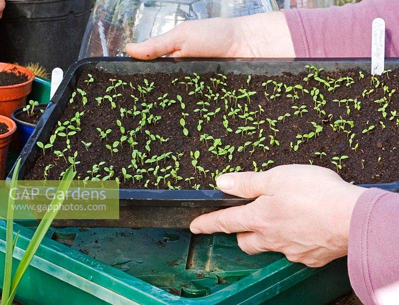 Person placing a tray of parsley seedlings into a propagating case. 