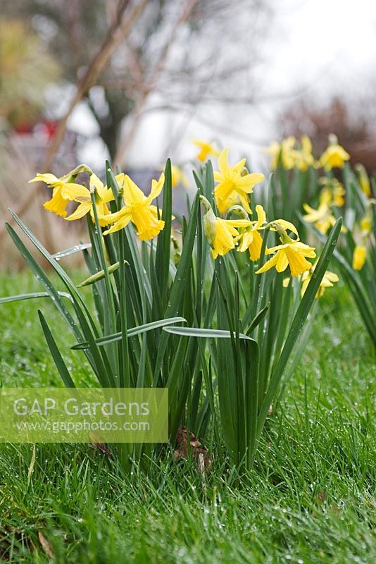 Naturalised Narcissus - daffodils in lawn. 