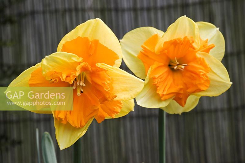 Narcissus 'Mondragon' - Daffodil 'Mondragon'