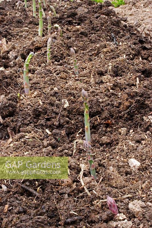 New shoots of Asparagus in Asparagus bed. 