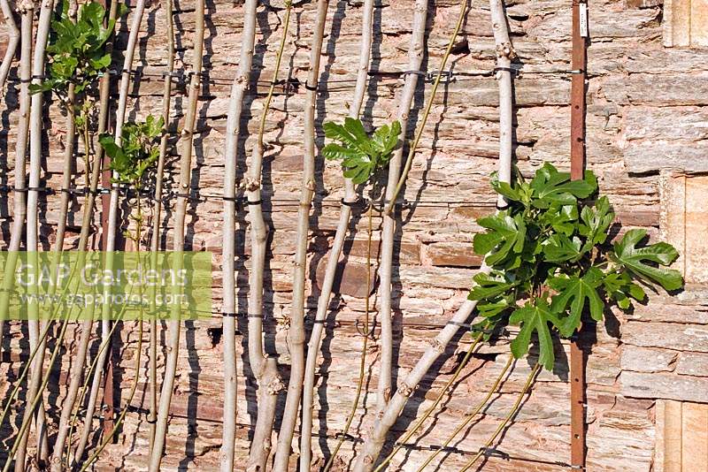 A well-pruned and trained fig against a wall at Hestercombe gardens, Somerset, UK.
