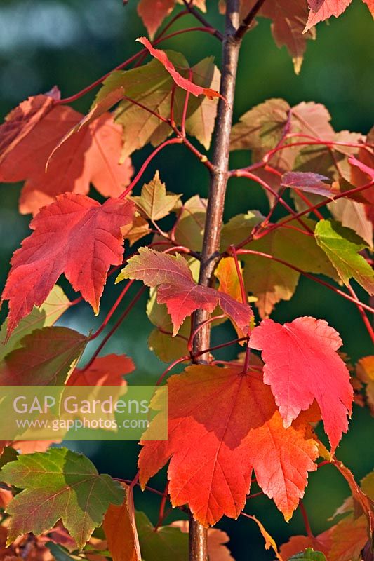 Acer rubrum 'October Glory' - Red Maple 'October Glory'
 