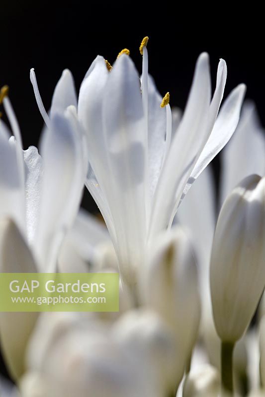 Agapanthus 'White Heaven' - African Lily 'White Heaven' 