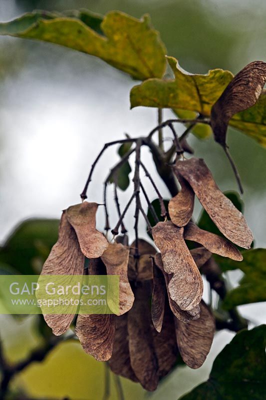 Acer campestre - Field maple seed. 