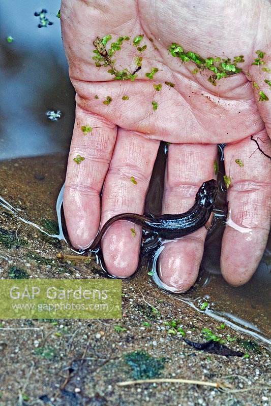 Hand holding a pond Newt