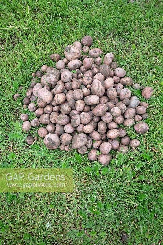 Pile of harvested potatoes - Solanum tuberosum 'Koopmans Blauwe' - Koopmans blue

