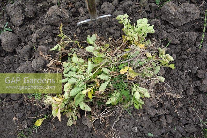 Solanum tuberosum potato harvest - Greenery from potato harvest to be taken away from the allotment and incinerated to prevent any blight from spreading in the future.