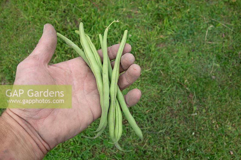 Person holding harvested Phaseolus vulgaris 'Argus' - Dwarf French Bean 
