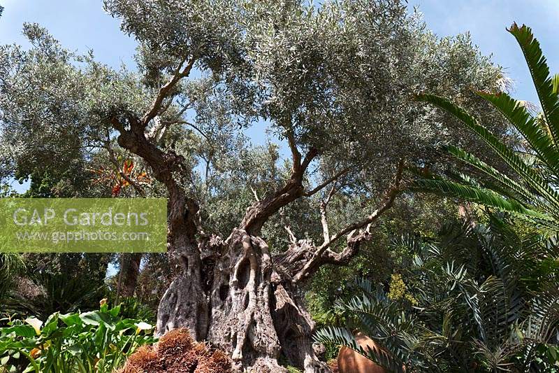 Olea europaea - 1000 year old Olive Tree - Monte Tropical Garden, Madeira. 