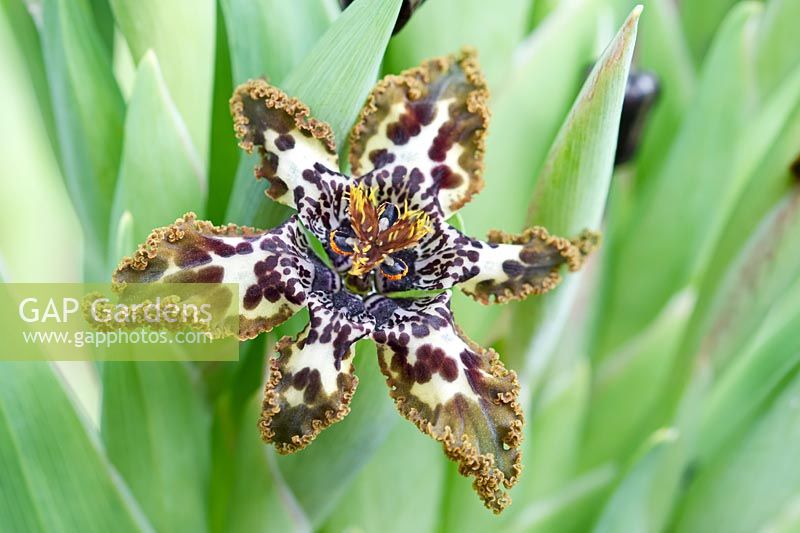 Ferraria crispa - Starfish Iris