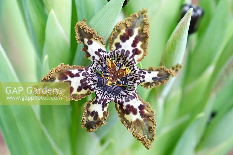 Ferraria crispa - Starfish Iris