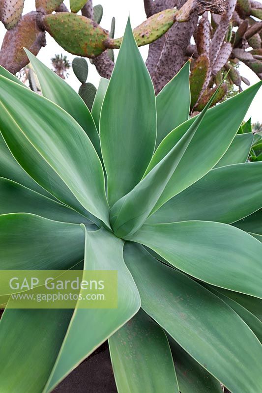 Agave attenuata - Foxtail agave