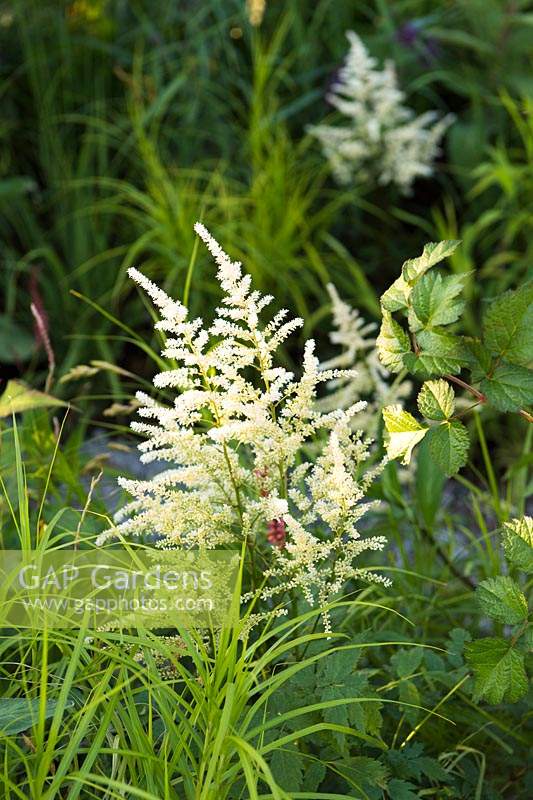 Mixed border with white Astilbe and Carex muskingumensis. The South West Water Green Garden at RHS Hampton Court Palace Flower Show 2018 