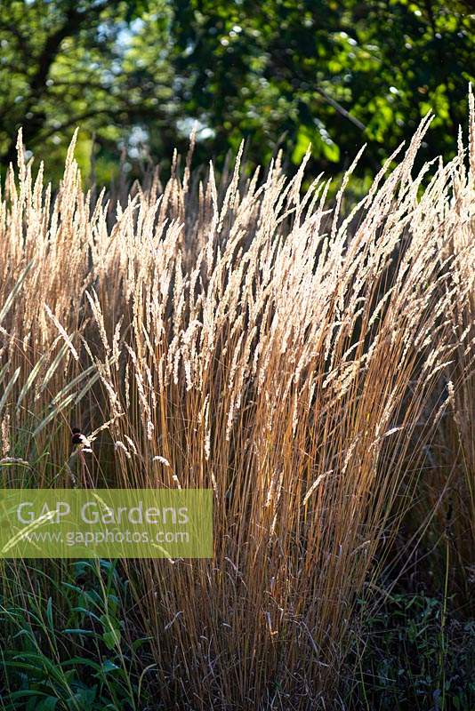 Calamagrostis x acutiflora 'Karl Foerster'- Feather reed-grass 'Karl Foerster'