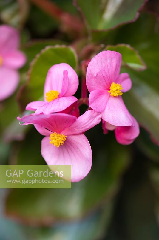 Begonia 'Tophat Pink'