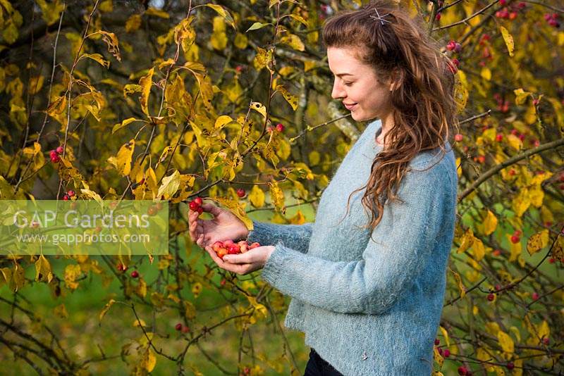 Woman harvesting crab apples in Autumn