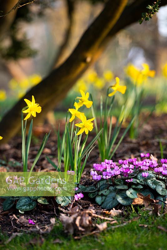 Narcissus 'February Gold' AGM and Cyclamen coum in Spring. 