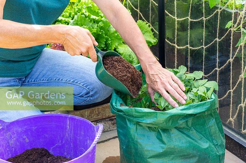 Woman adding more compost to potato sack with potatoes growing