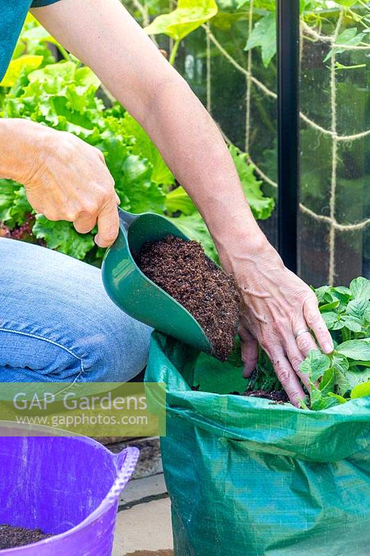 Woman adding more compost to potato sack with potatoes growing