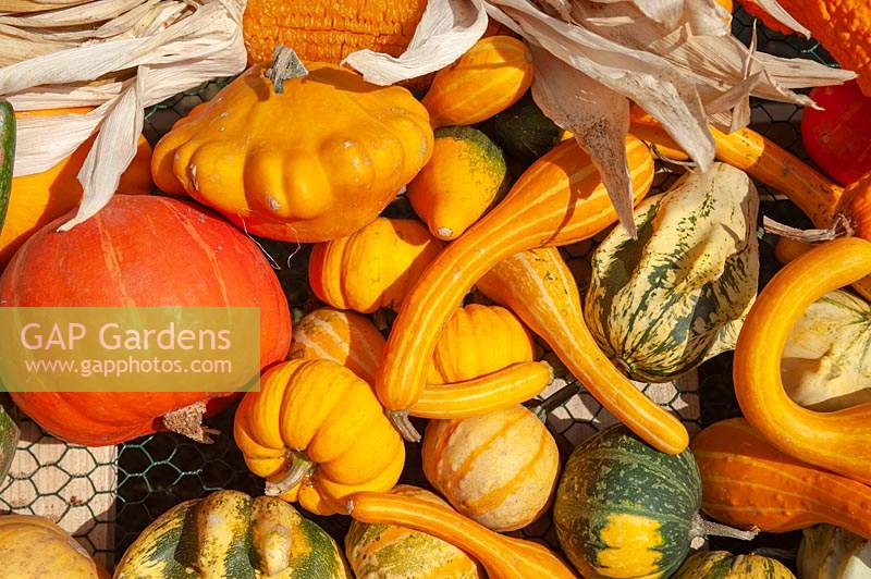 A display of different varieties of harvested Pumpkins, Squash and Gourds, including Pattypan squash, Gourd Koshare Yellow Banded, Cucurbita pepo 'Ten Commandments', Pumpkin 'Jack Be Little' and corns.