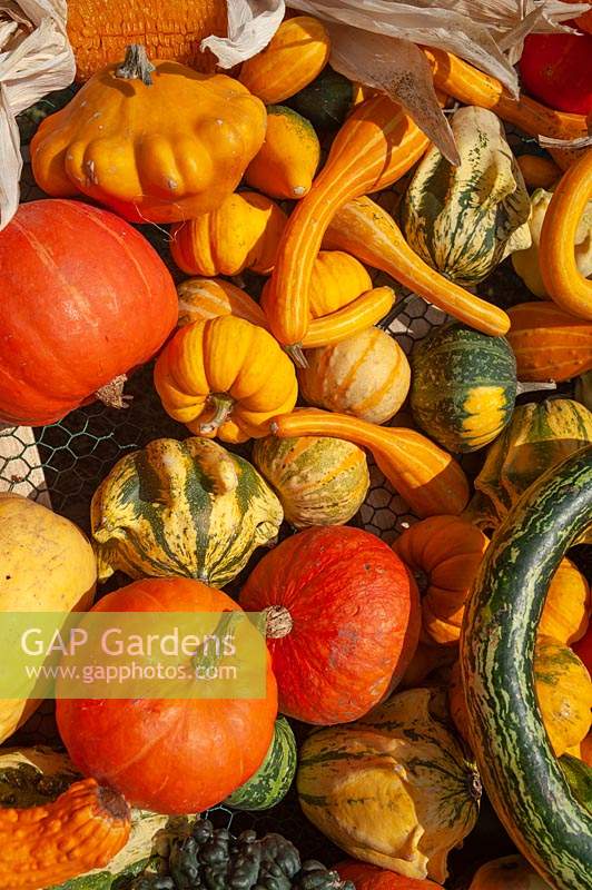 A display of different varieties of harvested Pumpkins, Squash and Gourds, including Cucurbita pepo 'Ten Commandments', Pumpkin 'Jack Be Little', Pattypan squash and corns amongst others