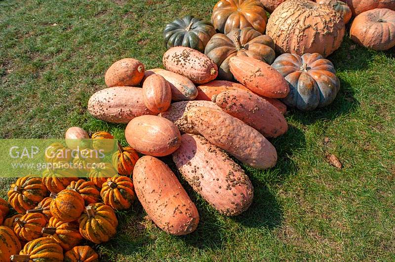Rows of Pumpkins and Squash of different varieties including Pumpkin 'Fairytale' - Cucurbita moschata, Pumpkin 'Kamo Kamo' and Pink Banana Squash â€“ Cucurbita maxima.