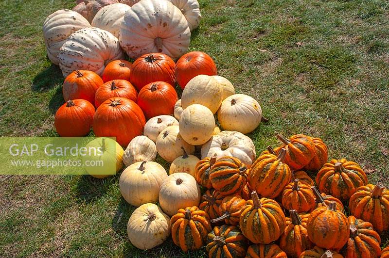Rows of Pumpkins and Squash of different varieties including Pumpkin 'White Bear' and Pumpkin 'The Big Max' , Pumpkin 'Kamo Kamo'
