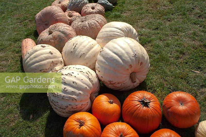 Rows of Pumpkins and Squash of different varieties including Pumpkin 'White Bear' and Pumpkin 'The Big Max'