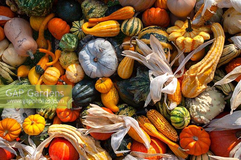 A display of different varieties of harvested Pumpkins, Squash and Gourds, including Buttercup squash, Koshare Yellow Banded gourd, Pattypan squash, Cucurbita pepo 'Ten Commandments', Pumpkin 'Jack Be Little' Acorn squash, Butternut Squash - Cucurbita moschata and sweet corns 