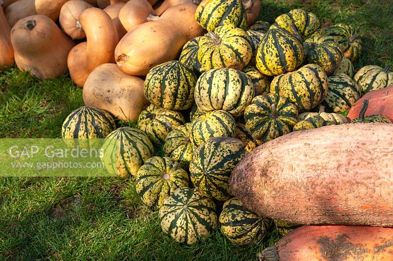 A display of different varieties of harvested Pumpkins, Squash and Gourds, including Butternut Squash - Cucurbita moschata and Pink Banana Squash â€“ Cucurbita maxima