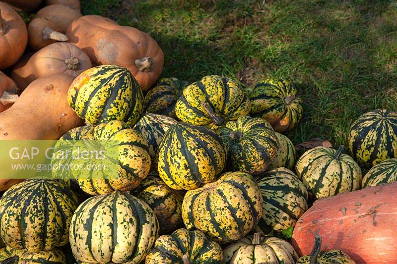 A display of different varieties of harvested Pumpkins and Squash including Butternut Squash - Cucurbita moschata and Pink Banana Squash â€“ Cucurbita maxima 