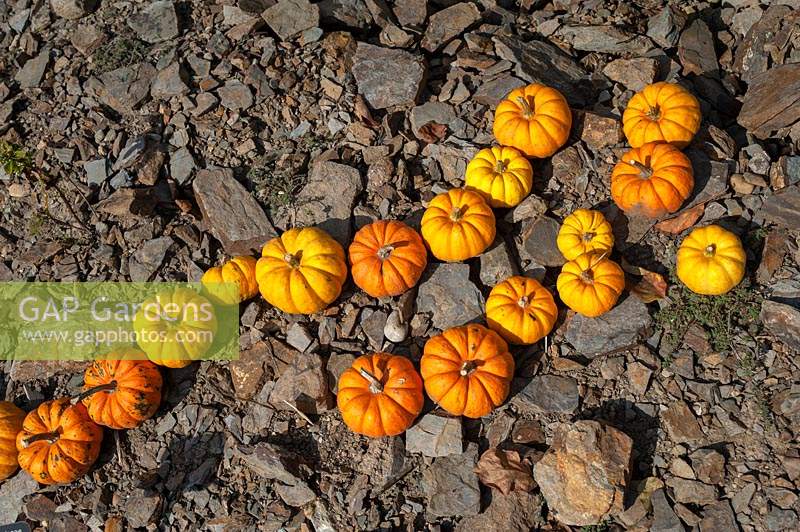 Harvested Pumpkins 'Munchkin' - Cucurbita pepo - Cucurbitaceae