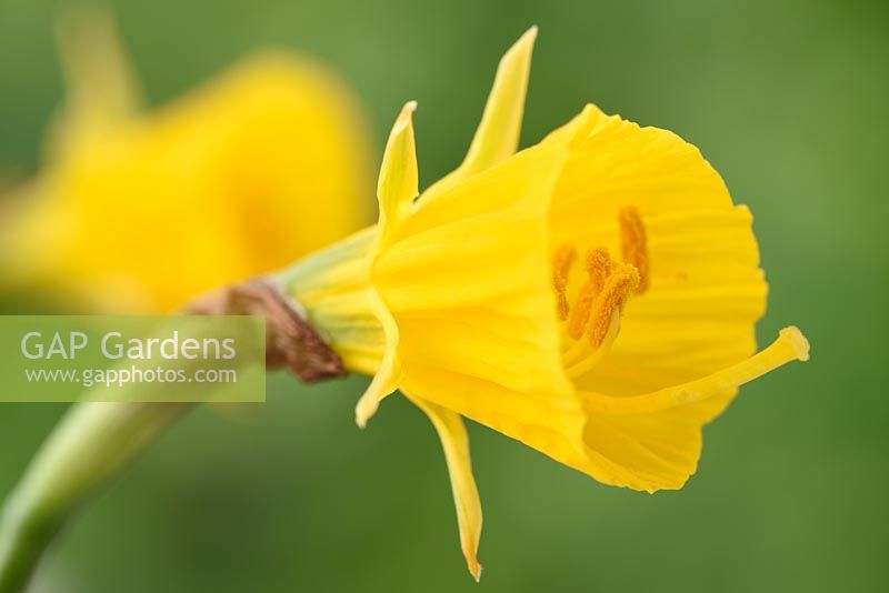 Narcissus 'Oxford Gold' AGM - Hoop-petticoat daffodil