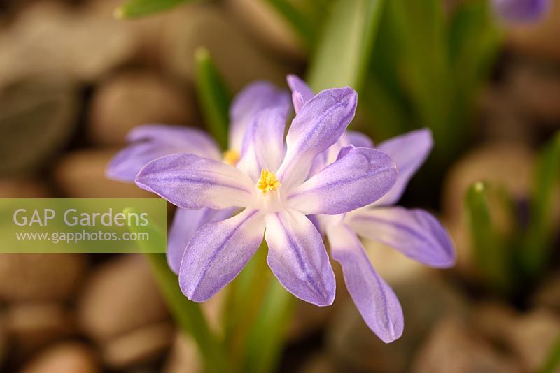 Chionodoxa forbesii  'Violet Beauty' - Glory of the Snow  