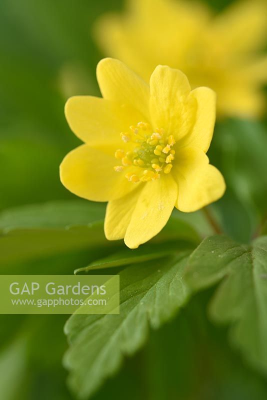Anemone ranunculoides AGM - Wood ginger or Yellow anemone
