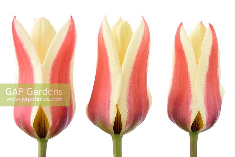 Tulipa 'Turkish Delight' - Tulips - Greigii Group