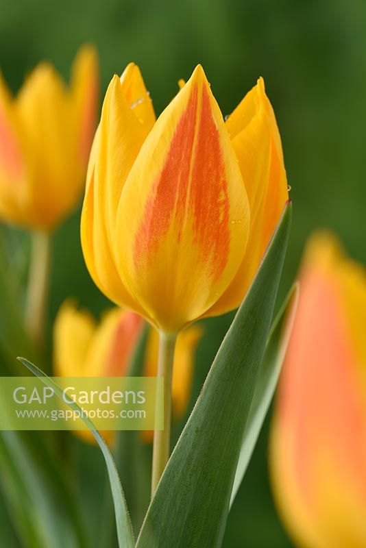 Tulipa heweri - Hewer's tulip